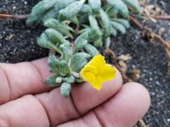 Camissoniopsis cheiranthifolia