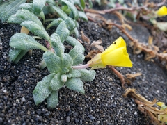 Camissoniopsis cheiranthifolia