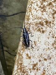 Cerambycoidea