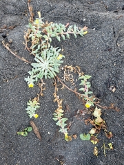 Camissoniopsis cheiranthifolia