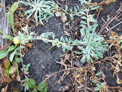 Camissoniopsis cheiranthifolia