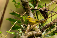 Myiothlypis flaveola