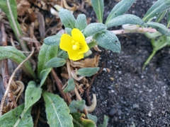 Camissoniopsis cheiranthifolia