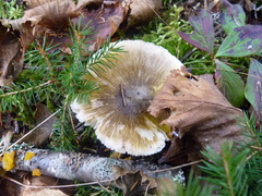 Tricholoma subsejunctum