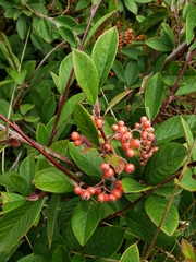 Cotoneaster