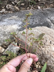 Euphorbia prostrata