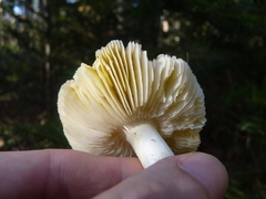 Tricholoma subsejunctum