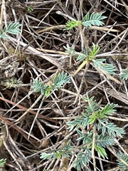 Astragalus balearicus