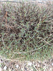 Astragalus balearicus