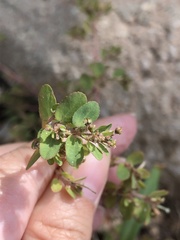Euphorbia prostrata