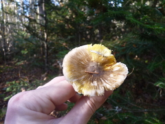 Tricholoma subsejunctum