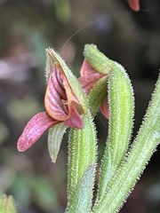 Pterichis triloba