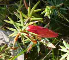 Stenanthera conostephioides