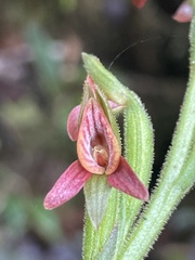 Pterichis triloba
