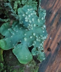 Punctelia subrudecta