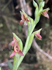 Pterichis triloba