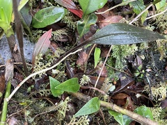 Pterichis triloba