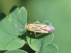Plagiognathus longipennis
