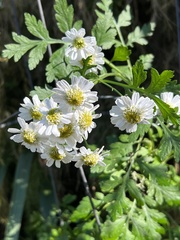 Tanacetum parthenium