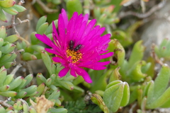 Lampranthus stipulaceus
