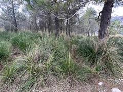 Ampelodesmos mauritanicus