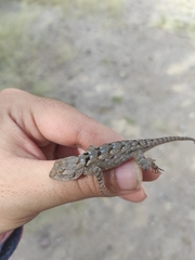 Sceloporus clarkii