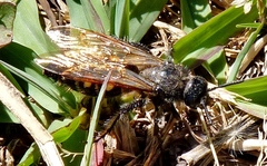 Campsomeris bistrimacula