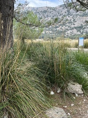 Ampelodesmos mauritanicus