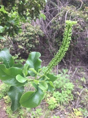Escallonia pulverulenta