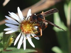 Polistes fuscatus