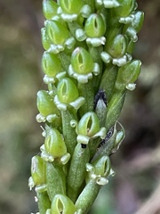 Prescottia stachyodes