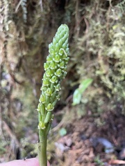 Prescottia stachyodes