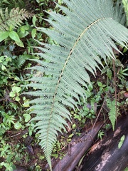Amauropelta rudis