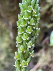 Prescottia stachyodes