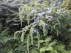 Girardinia diversifolia