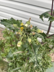 Sonchus asper