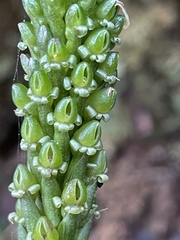 Prescottia stachyodes