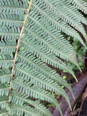 Amauropelta rudis