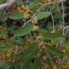 Phyllanthus sellowianus