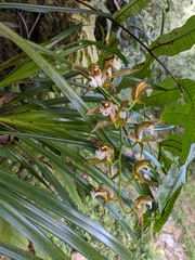 Cymbidium erythraeum