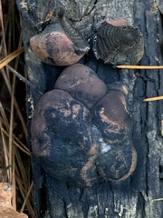 Daldinia concentrica