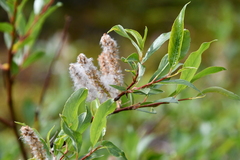 Salix phylicifolia