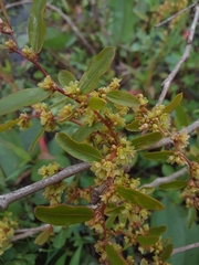 Phyllanthus sellowianus