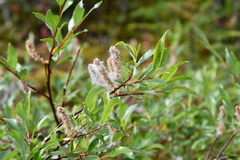 Salix phylicifolia