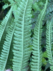 Amauropelta rudis