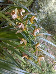 Cymbidium erythraeum