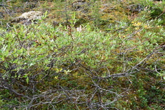 Salix phylicifolia