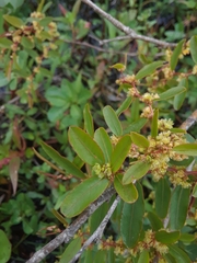 Phyllanthus sellowianus