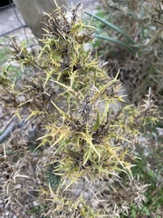 Scolymus hispanicus