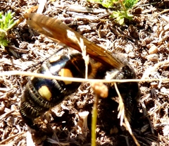 Campsomeris bistrimacula